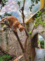 Italien, Amalfiküste, Ravello, Villa Cimbrone