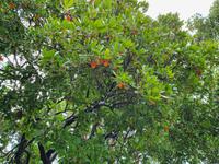 Italien, Amalfiküste, Ravello, Garten der Villa Cimbrone, Erdbeerbaum