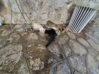 Italien, Amalfiküste, Ravello, arme Strassenkatzen