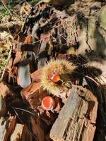 Italien, Insel Capri, Früchte des Herbstes, Esskastanien