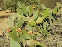 Tal der Tempel - Sizilien