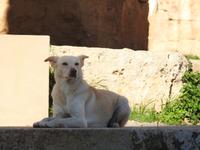 Selinunte - Sizilien