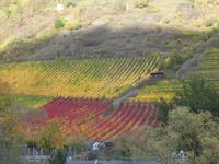 Fahrt auf der Mosel