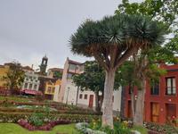 La Orotava (2)