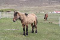 Islandpferde