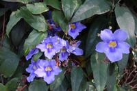 Besuch des Botanischen Gartens La Mortella (10)