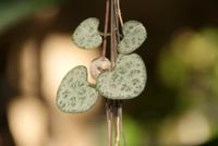 Orchideengarten Quinta Boa Vista (4)