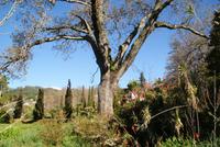 Palheiro Garden (13)