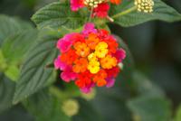 Levadawanderung Nähe Machico