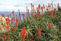 Weihnachtskerzen (6)