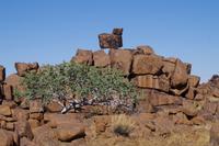 Namibia - Köcherbaumwald (6)