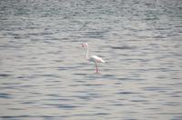 Namibia - Flamingo in Walvis Bay