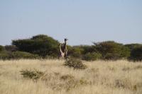 Namibia - Etosha Nationalpark (11)