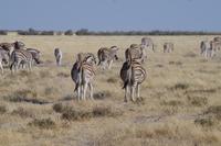 Namibia - Etosha Nationalpark (7)