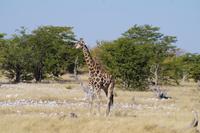 Namibia - Etosha Nationalpark (9)