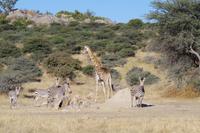 Namibia - auf Pirschfahrt am Mount Etjo (4)