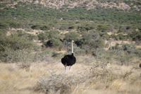Namibia - auf Pirschfahrt am Mount Etjo (5)