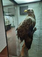 Darßer Ort - NATUREUM