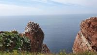 Lummenfelsen auf Helgoland