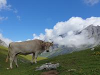 Tag  Wanderung im Nationalpark Picos de Europa - den spanischen Alpen (99)