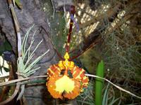 Jardim OrquÃ­dea