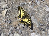 Schmetterling