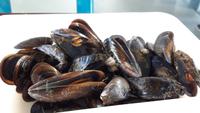 O Grove Muschelzucht