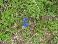 Furka-Dampfbahn - Stopp an der Station Furka - Frühlingsenzian