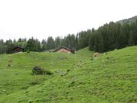 Fahrt mit der Zahnradbahn auf die Schynige Platte