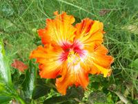 ...im Kräutergarten