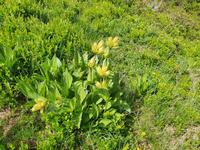 4. Etappe, 2.Teil, von Fügen nach Hochfügen, gelber Enzian für den Schnaps