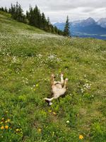 4. Etappe, 2.Teil, von Fügen nach Hochfügen, Relaxpause für 4beiner