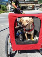 5.Etappe von Hochfügen nach Mayrhofen, tierische Begegnung