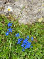 Mayrhofen, Ahornplateau, Wanderung zur Edelhütte, Frühlingsenzian