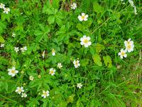 Mayrhofen, Ahornplateau, Wanderung zur Edelhütte, Hahnenfuss