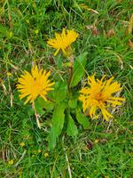 6.Etappe von Mayrhofen nach Südtirol ins Pfitschtal, Gemswurz-Kreuzkraut