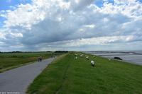 Deichschutz durch Deichschafe! Sie schützen die Deiche. Sollte mal eines auf dem Rücken liegen mit den Beinen nach oben, darf es wieder auf die Füße gerollt werden.