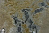 Halbinsel Krummhörn - Ab in den Matsch - Verzeihung Schlick - immer eine saubere Sache...