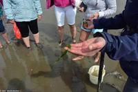 Halbinsel Krummhörn - Wattwanderung - Meeressalat (Algen) - das neue 