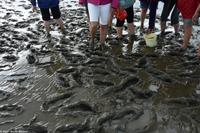 Krummhörn - Wattwanderung - immer eine saubere Angelegenheit