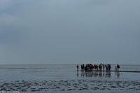 Krummhörn - Wattwanderung - immer eine saubere Angelegenheit