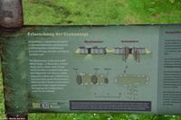 Rekonstruiertes Großsteingrab Tannenhausen - heute ein Vorort von Aurich - 