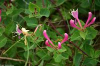 Blütenmeer in den Dünen