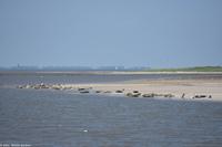 Seehundbänke auf der Ostseite von Langeoog
