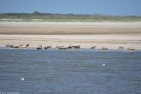 Seehundbänke auf der Ostseite von Langeoog