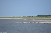 Seehundbänke auf der Ostseite von Langeoog