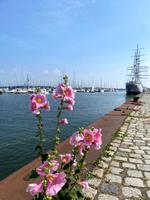 Stralsund - Hafen und Gorch Fock I