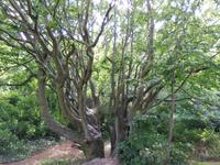 Warnemünde, Thalasso-Kurwege