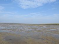 Nordfriesland Husum Nordstrand Wattwanderung