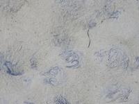 Nordfriesland Husum Nordstrand Wattwanderung